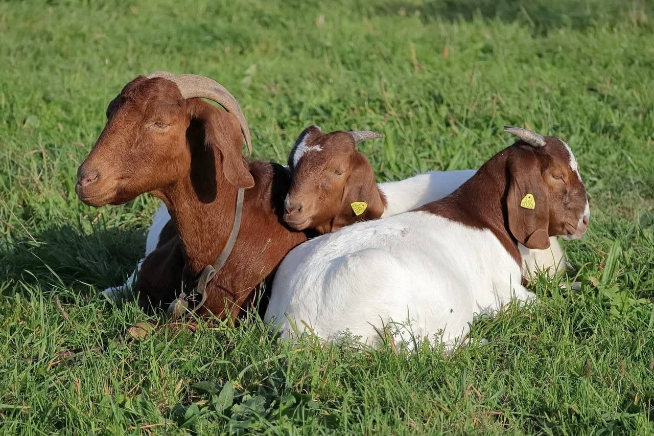 boer goat family