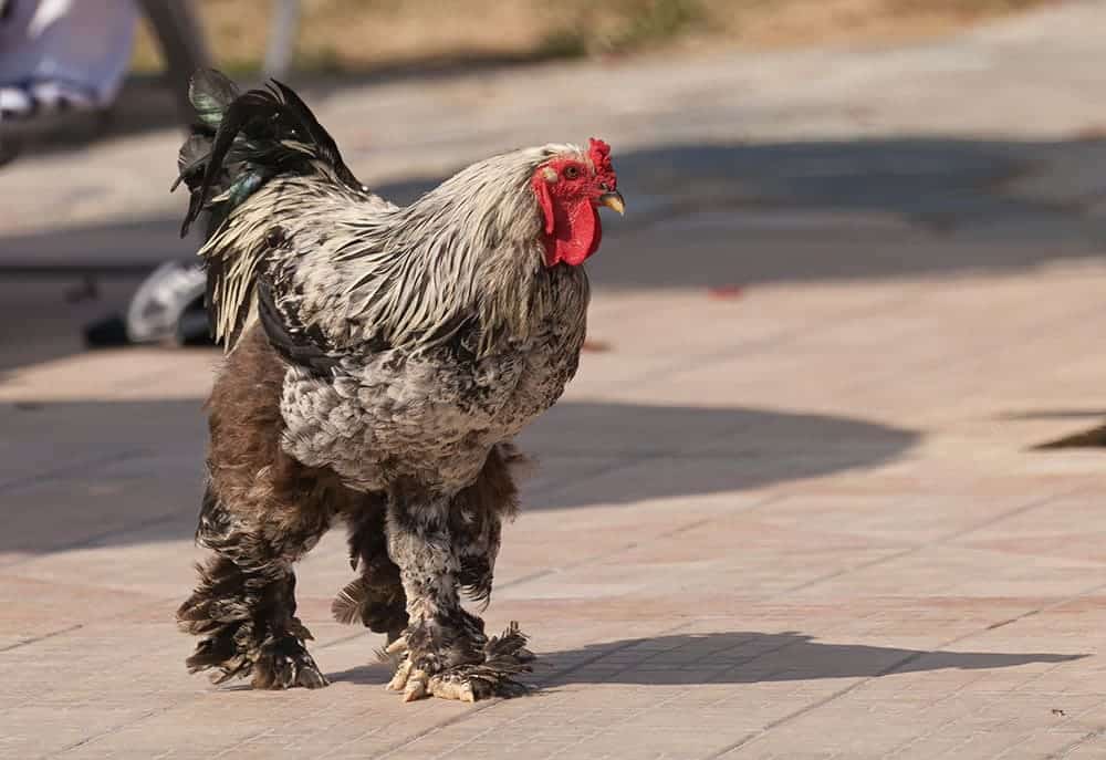 Booted bantam rooster outdoor