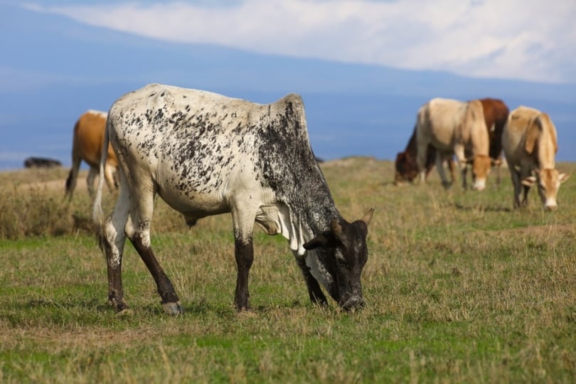 boran cattle in the field