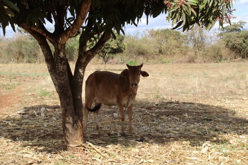 boran cow standing under the tree