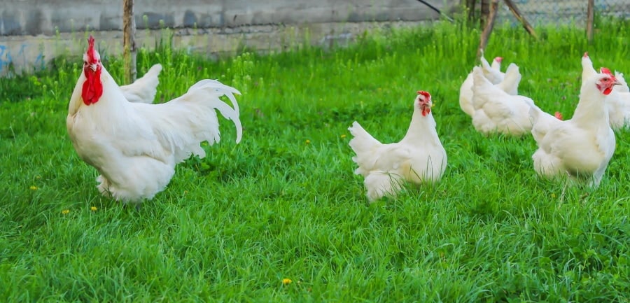 bresse chickens on the grass