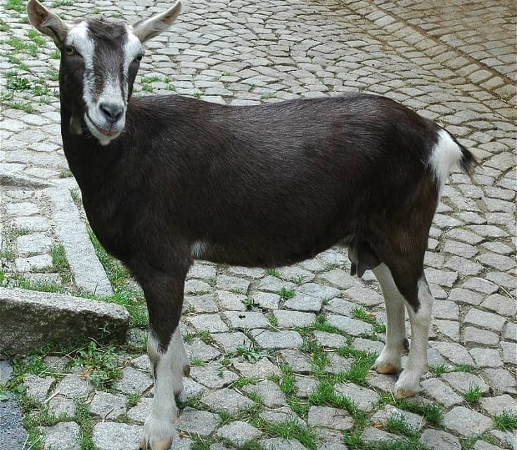 british alpine goat
