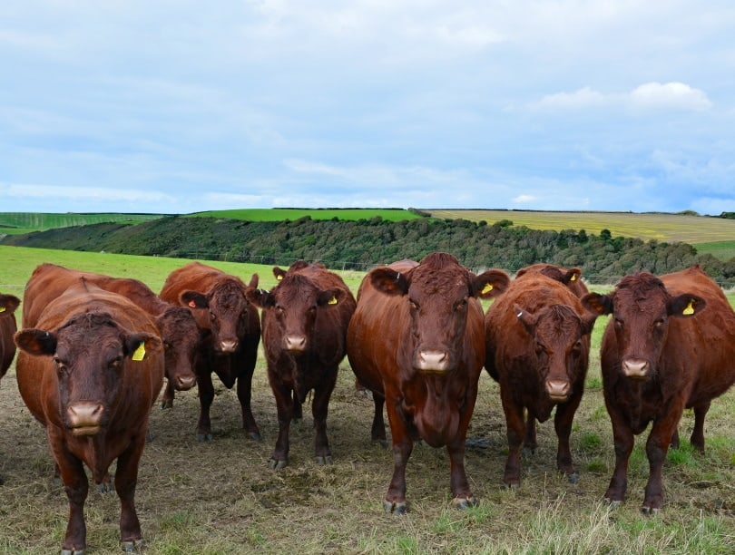 british red poll cows