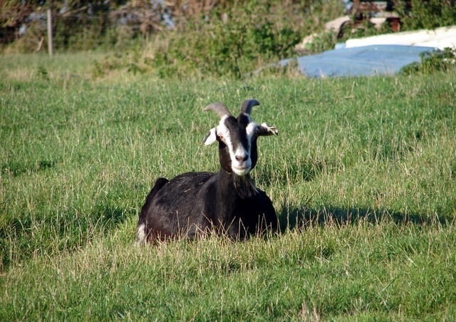 british_alpine goat