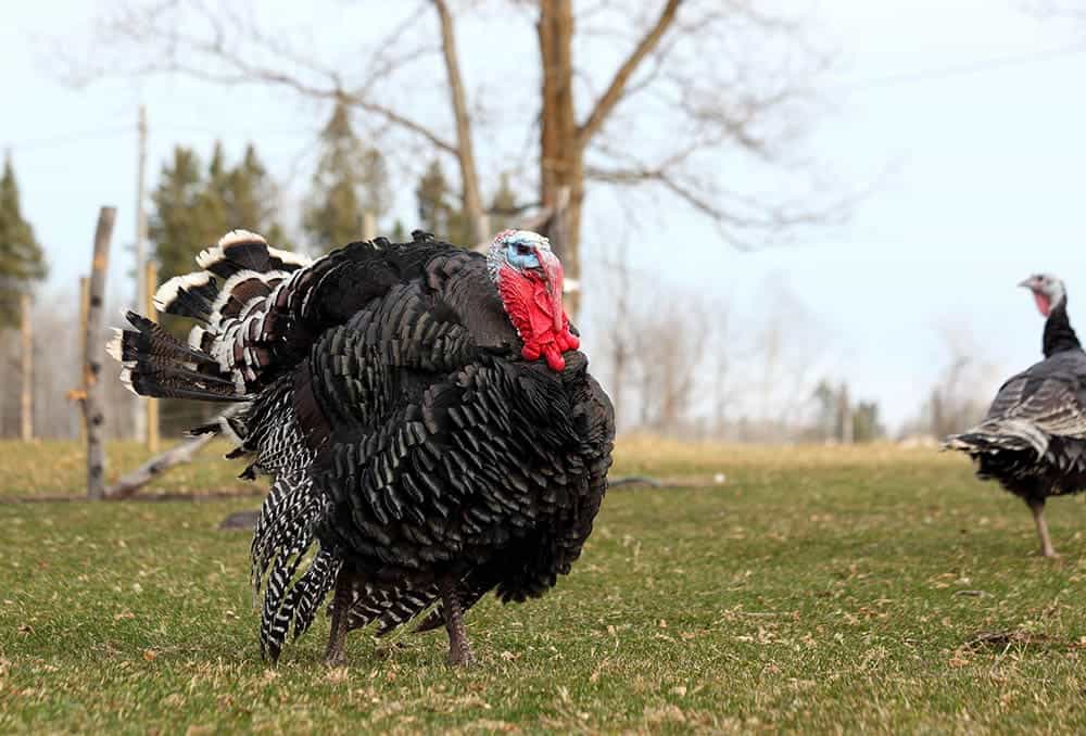 bronze turkey in the field