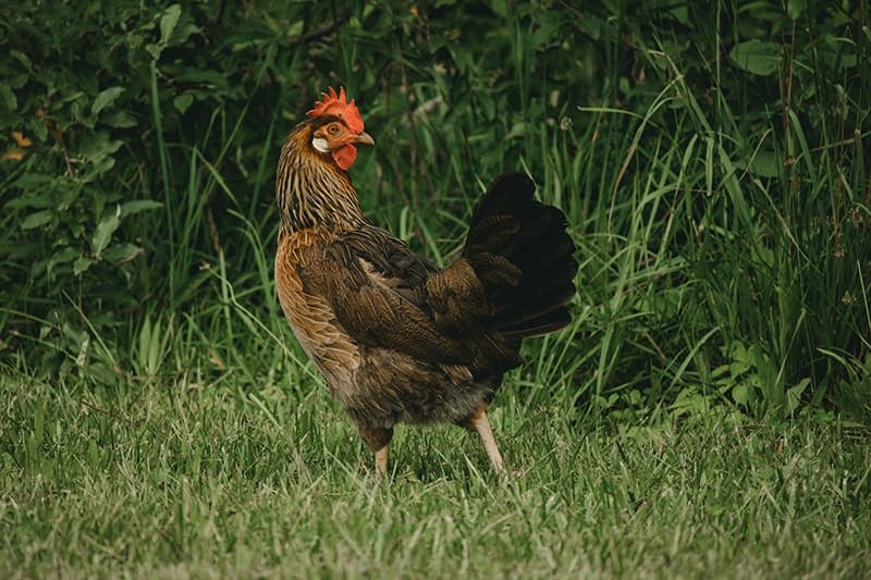 brown Leghorn chicken on a green grass