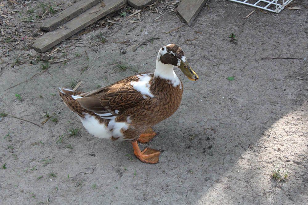 Brown and White Ancona Duck