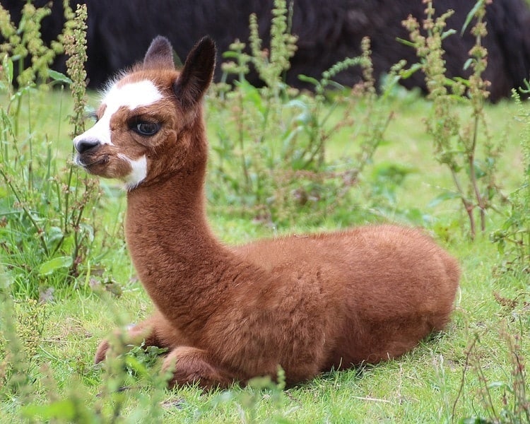 brown baby llama