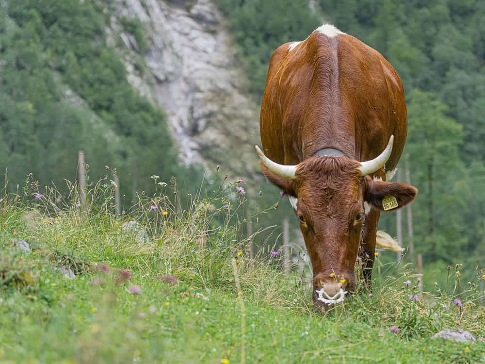 brown cow grazing alone
