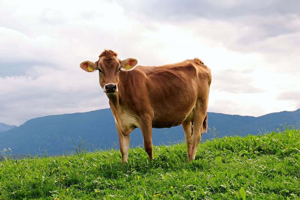 brown cow in the meadow