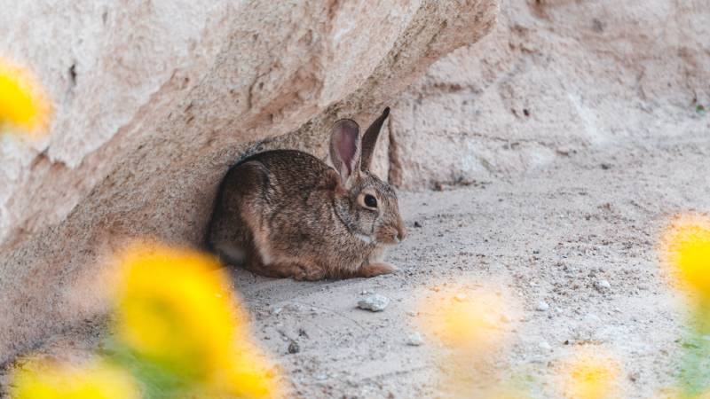 brown mexican cottontail rabbit