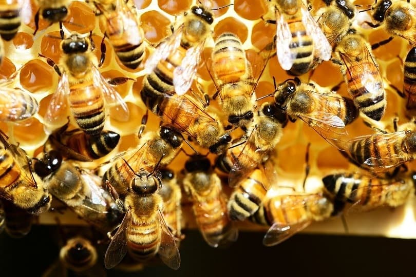 buckfast honey bees-pixabay