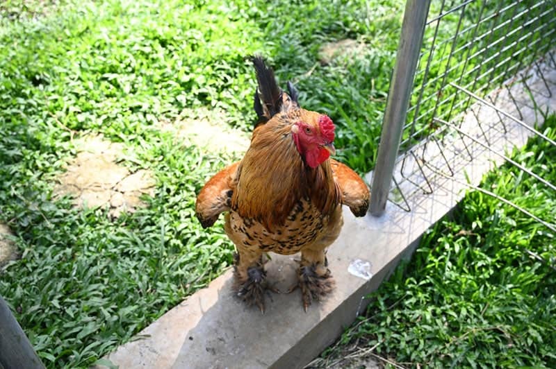 buff brahma chicken in the farm