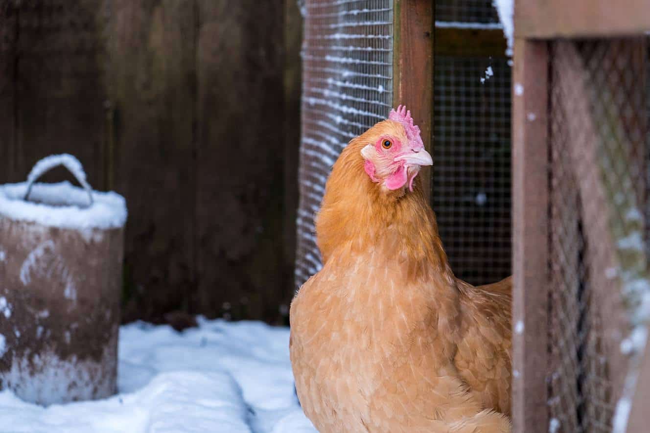 buff orpington chicken during winter
