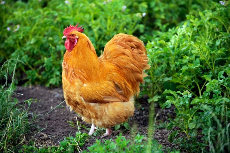 buff orpington chicken walking through the grass on rural farm