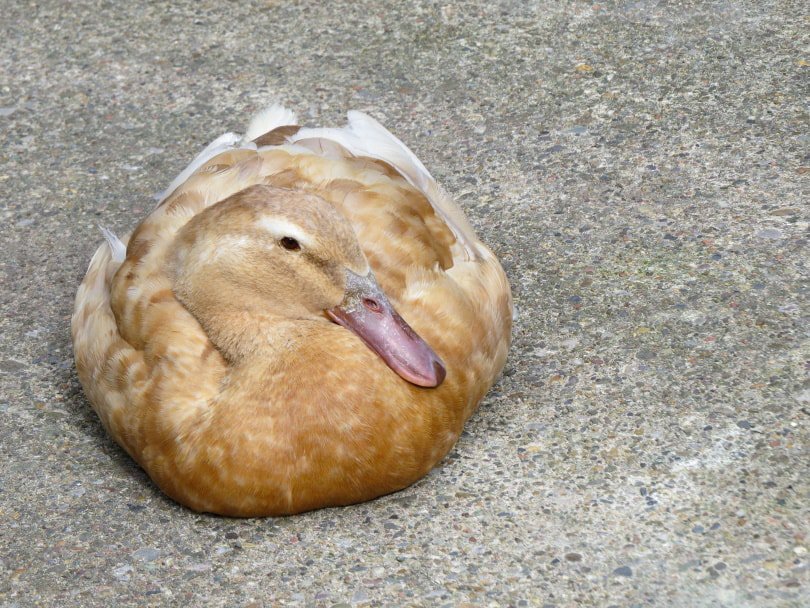 buff orpington duck resting