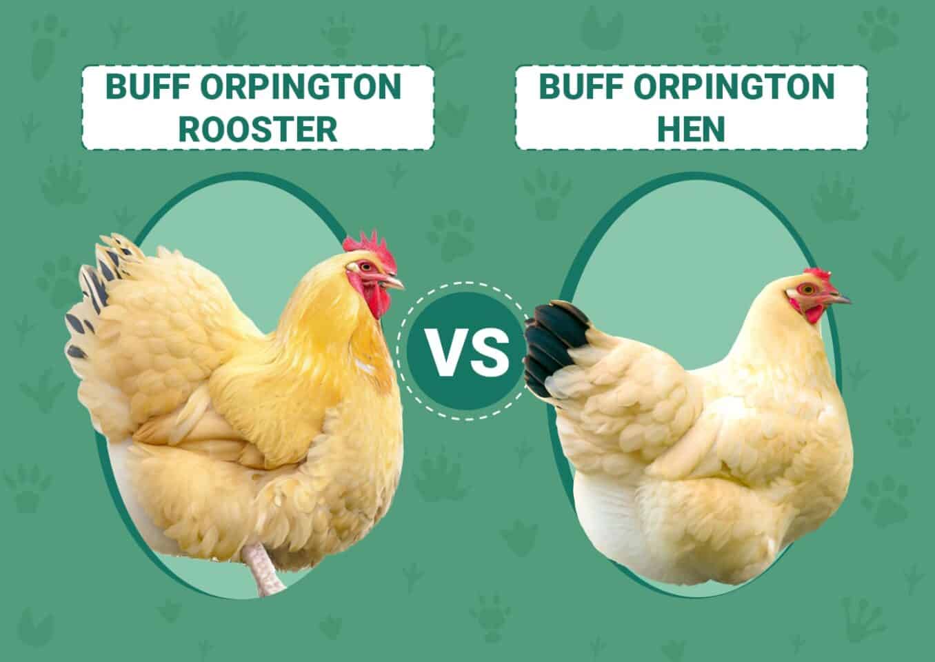Buff Orpington Rooster vs Hen
