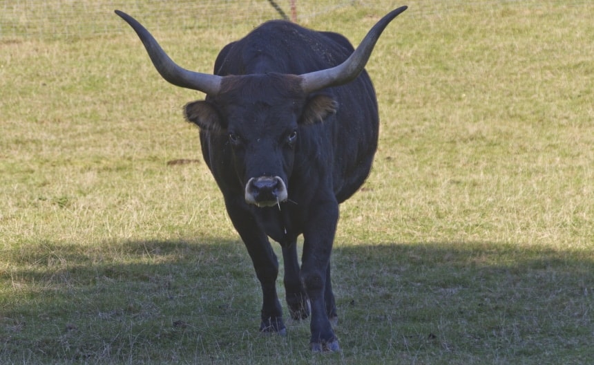 bull running on the grass