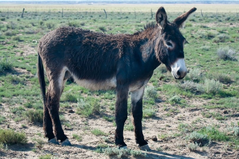 burro donkey