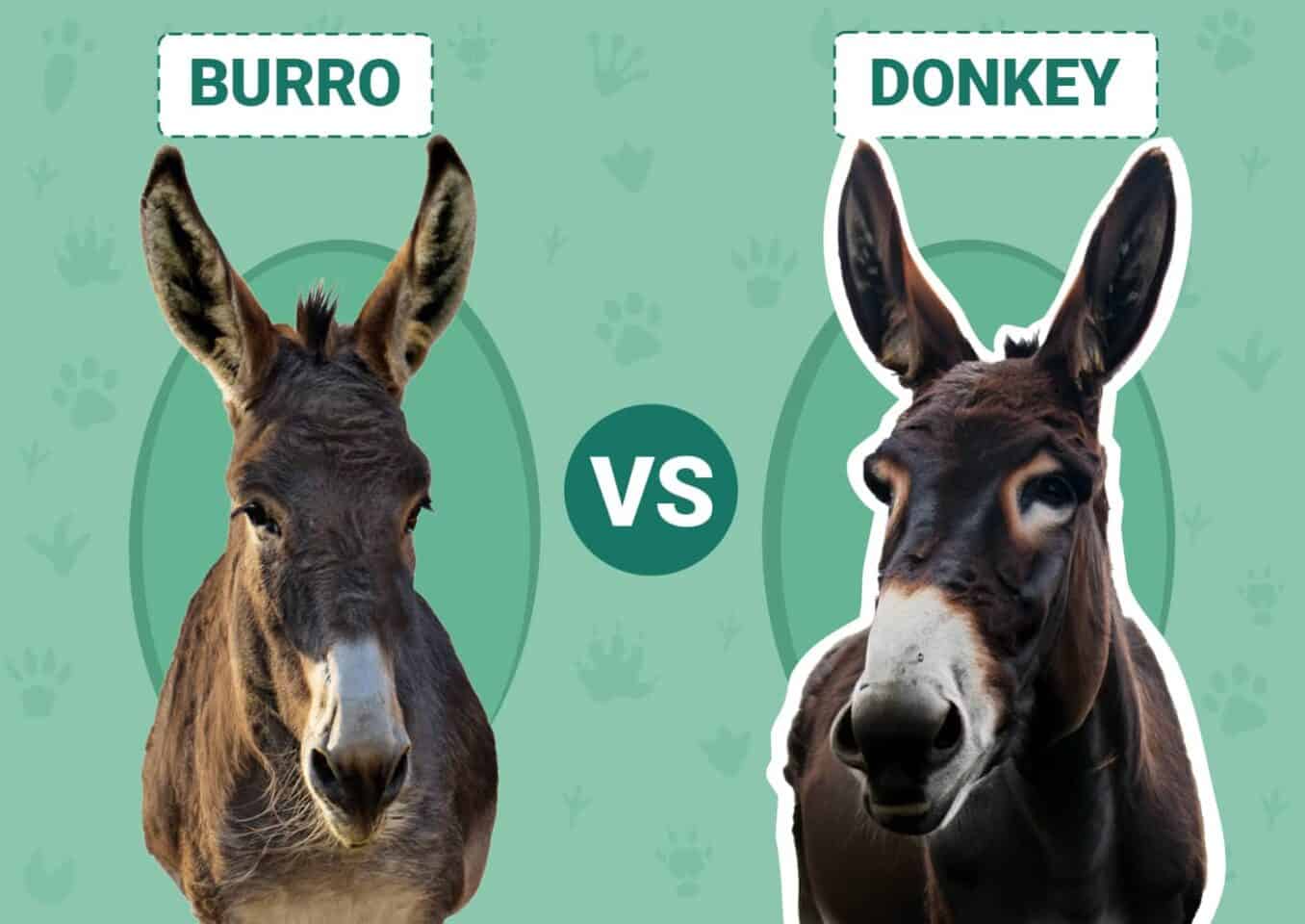 Burro vs Donkey