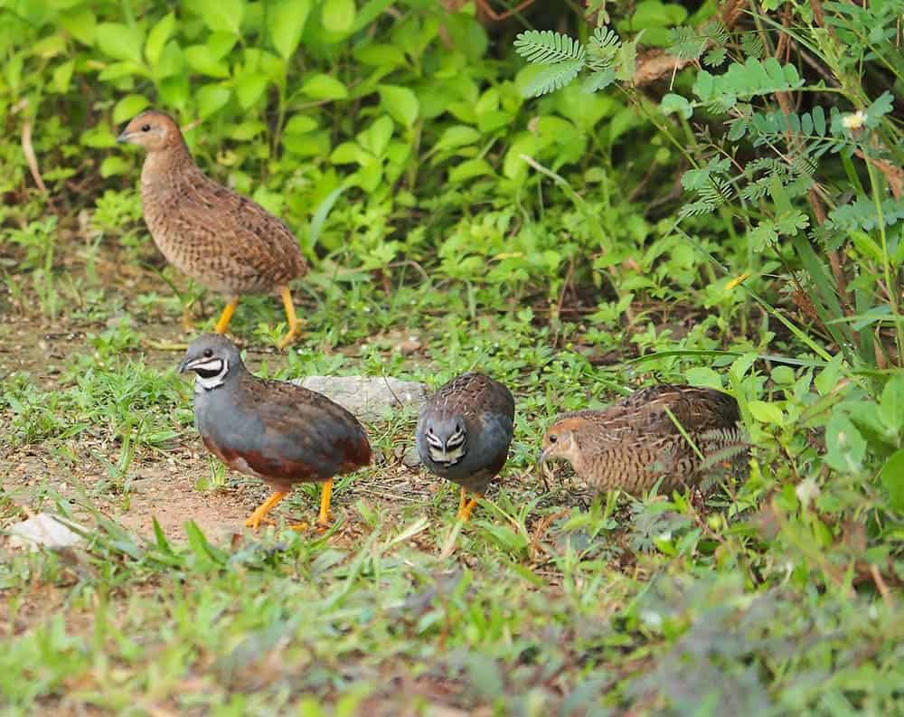 button-quails and coturnix quails