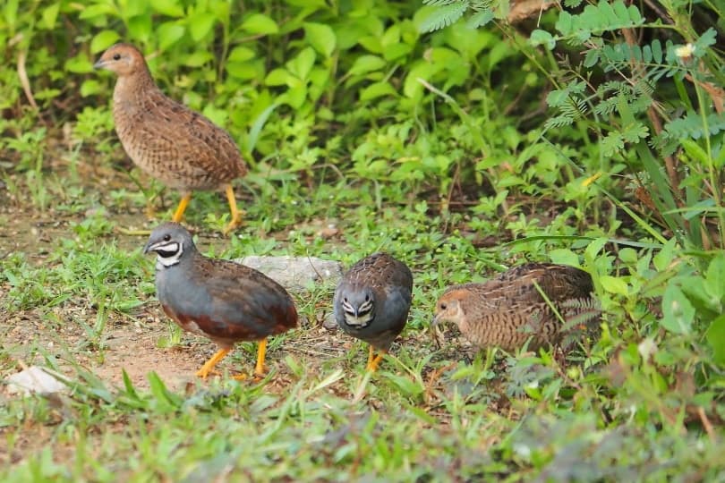 button quails in the wild