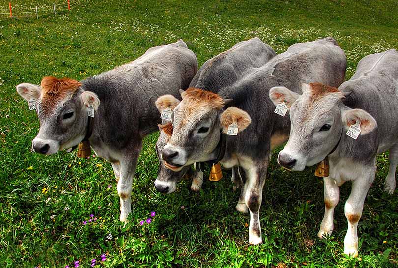 calves eating alfalfa