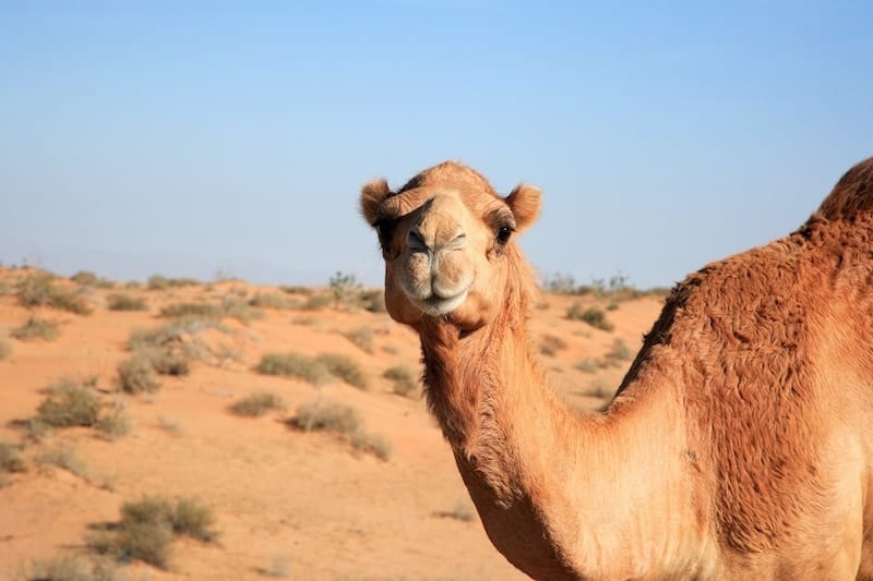 camel closeup standing in desert