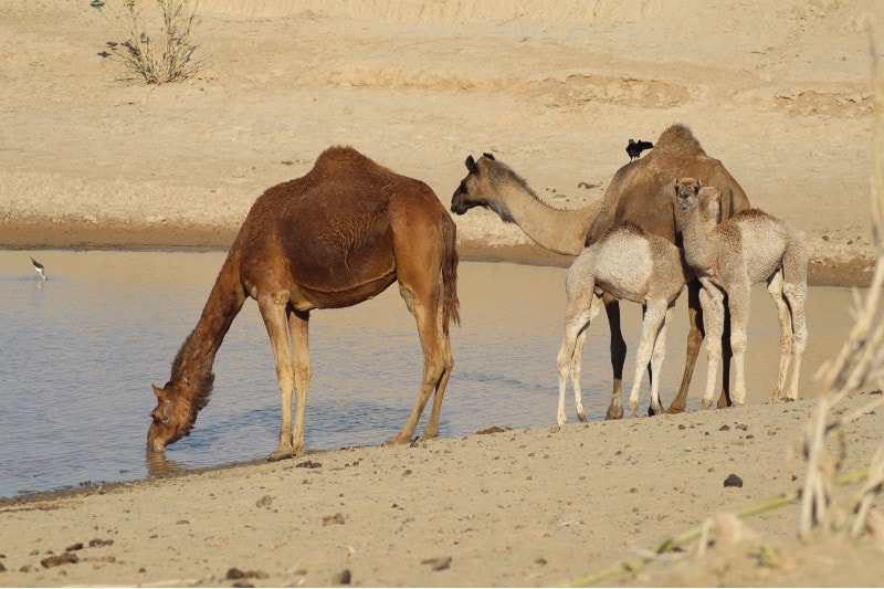 camel drinking water