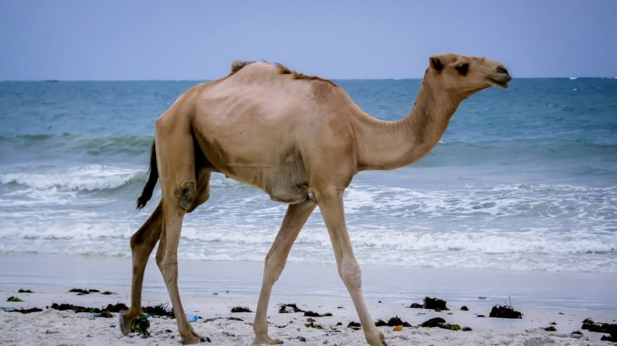 camel walking on seaside