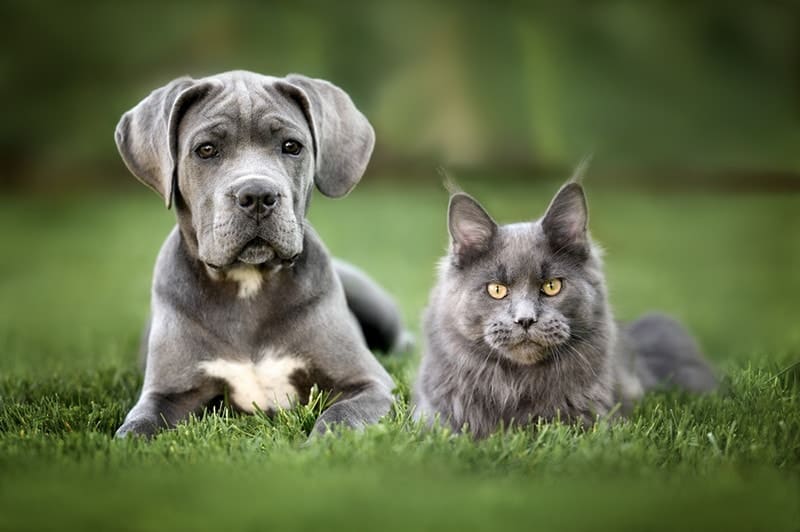 cane corso puppy and maine coon kitten posing together on grass outdoors
