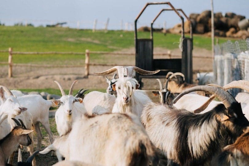 capra goats