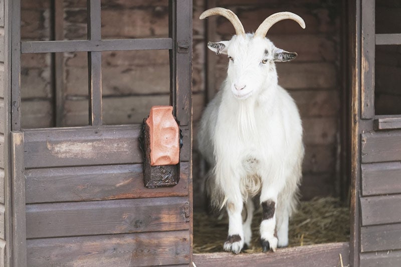 cashmere goat going out the barn