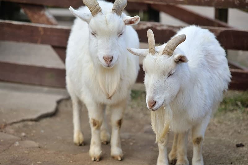 cashmere goats in the farm