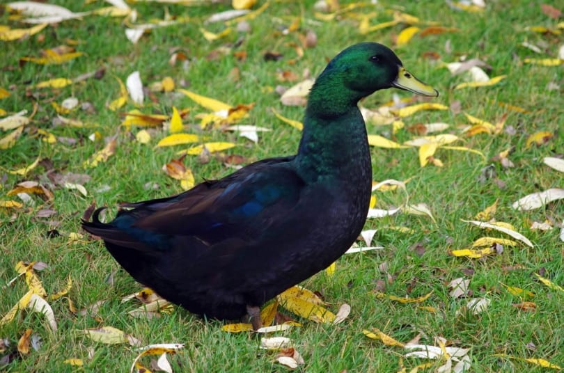 cayuga duck standing on the grass