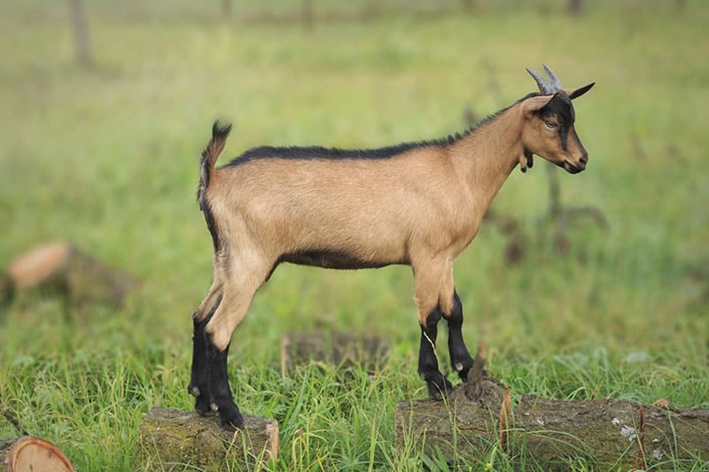 chamoisee goat standing on logs