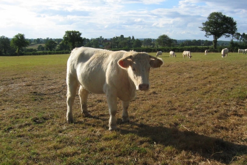 charoais cattle