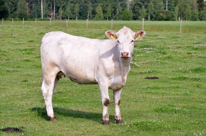 charolais cattle in grass