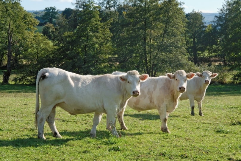 charolais cattle in grass