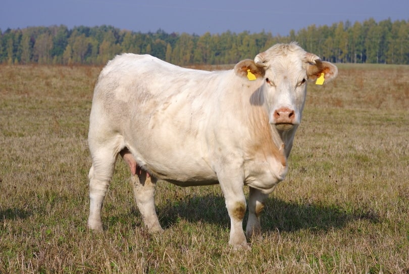 charolais cow