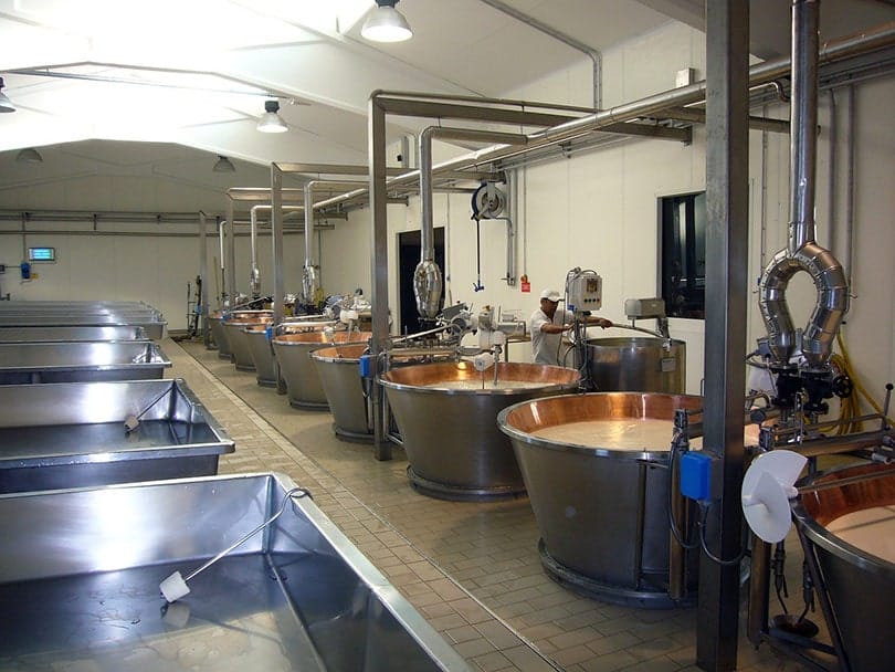 cheese production in a factory