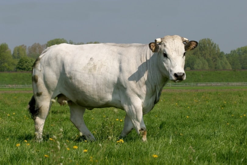 chianina cattle breed