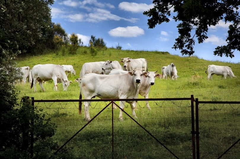 chianina cattle grazing