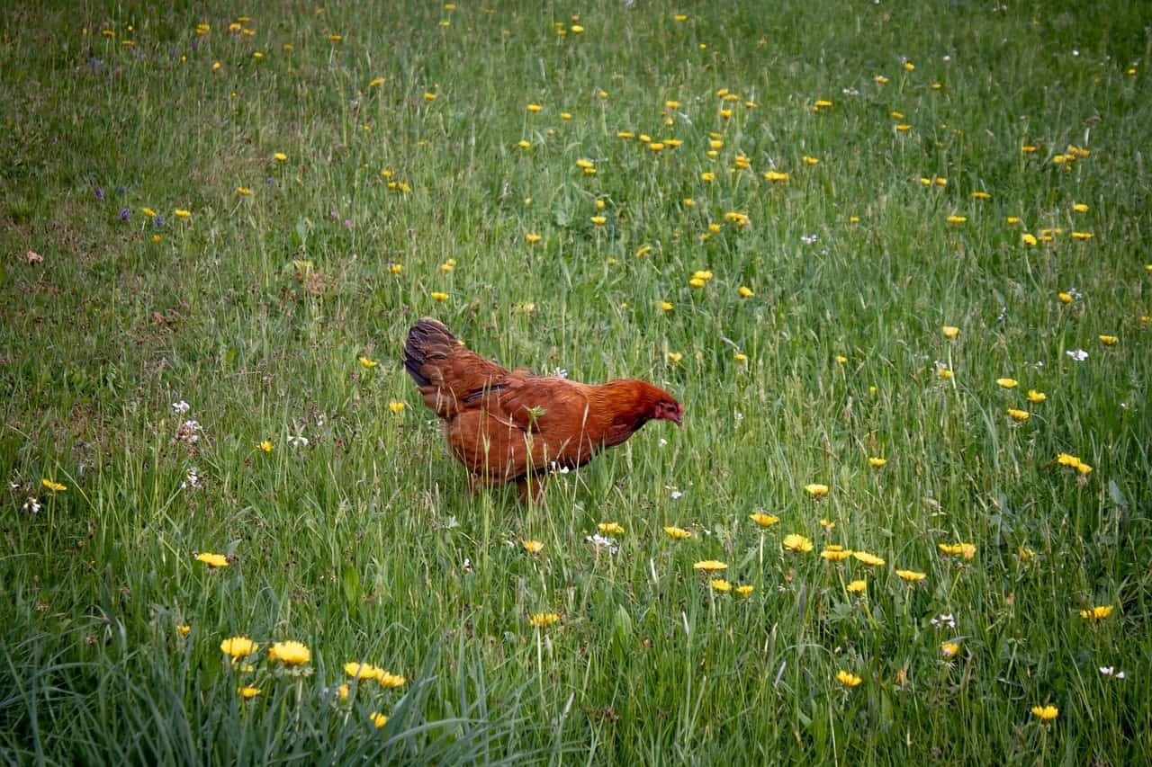 chicken in dandelion field daisy 