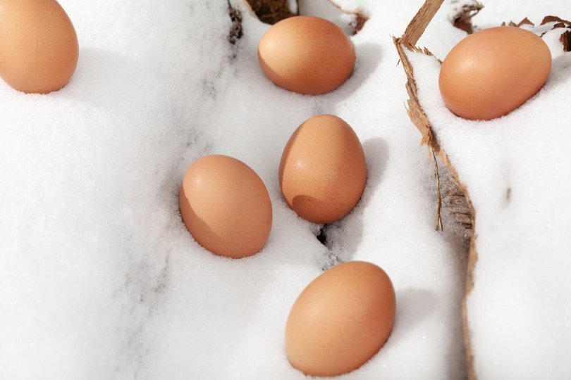 chicken eggs on snow