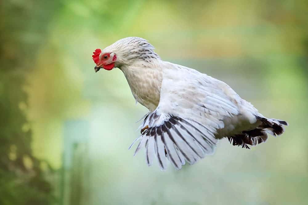 Chicken flying