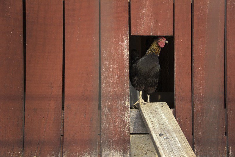 chicken in a coop
