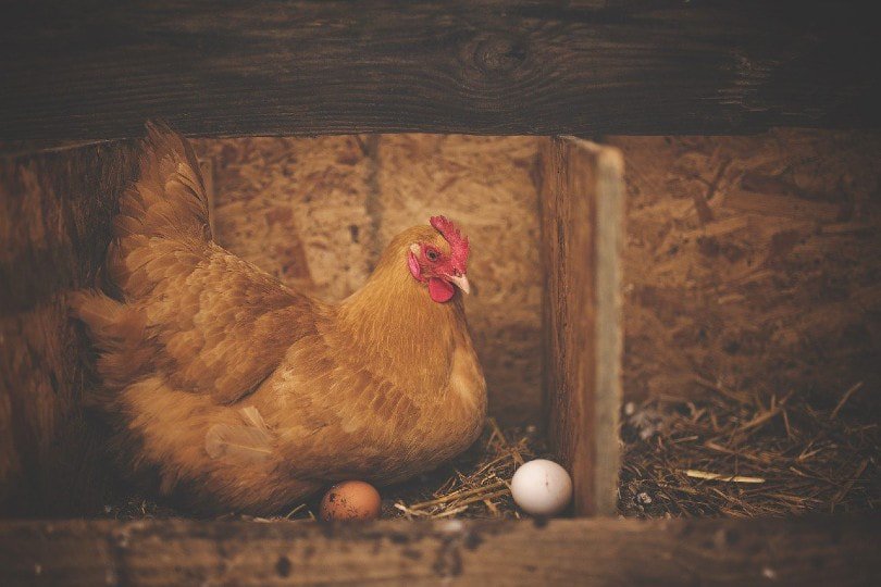 chicken laying eggs on nesting box