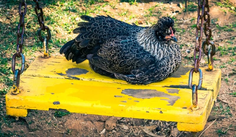 chicken resting in swing