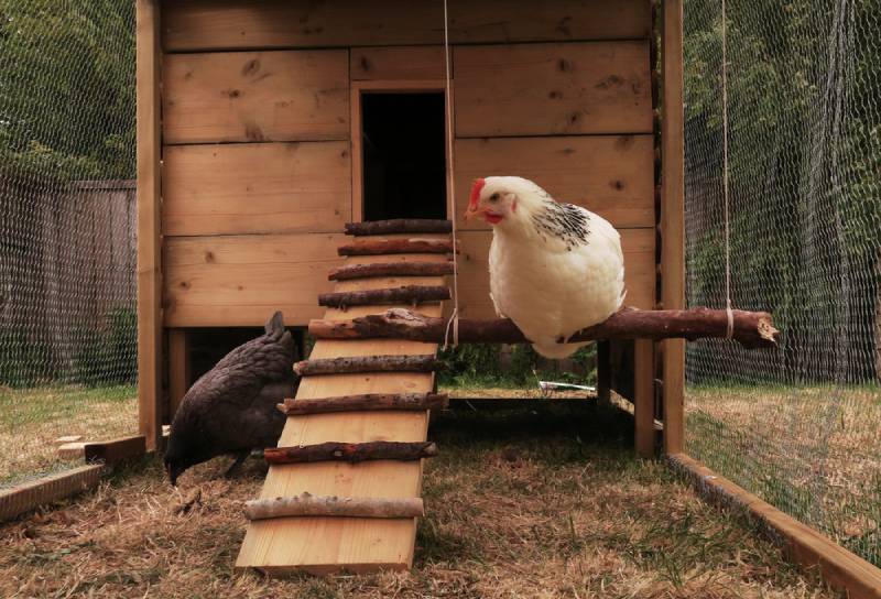 chicken swing in a chicken coop